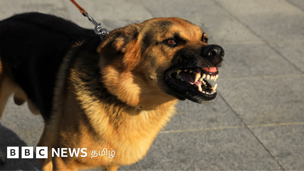 நாய் தவிர எந்தெந்த விலங்குகள் கடித்தால் ரேபிஸ் வரும்? கடிபட்ட உடனே செய்ய வேண்டியது என்ன?