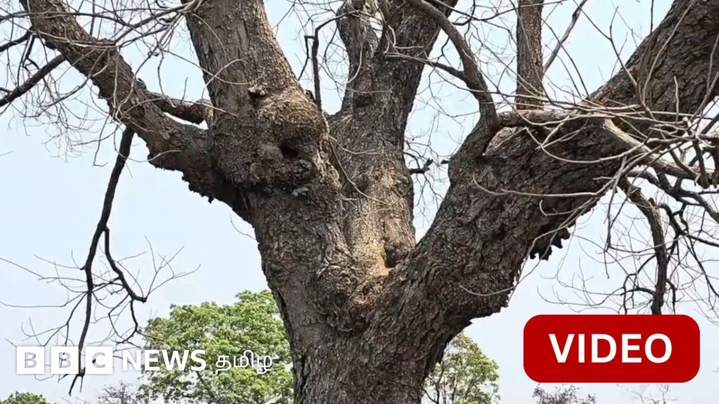 100 ஆண்டு பழமை வாய்ந்த மரத்திற்காக ரூ. 1 கோடி இழப்பீடு பெற்ற விவசாயி!