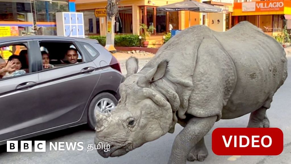 நேபாளத்தில் காட்டுக்குள் செல்லாமல் ஊருக்குள் நேசத்துடன் வலம் வரும் காண்டாமிருகம் (காணொளி)