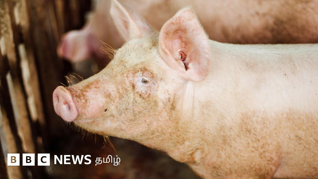 பன்றிக் கொழுப்பில் விமான எரிபொருள் தயாரிக்க திட்டம் - 'ஆபத்து' என எச்சரிக்கும் நிபுணர்கள்