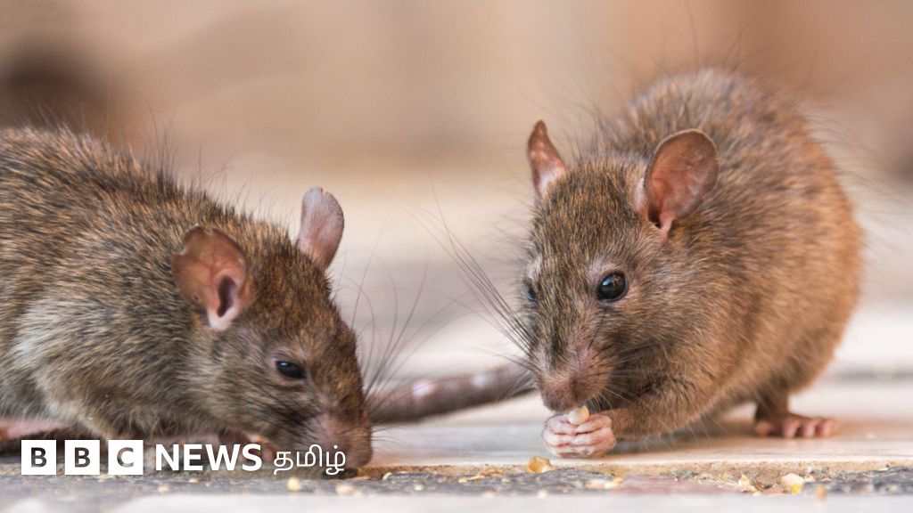 'சென்னையில் மக்களை விட எலிகள் 6 மடங்கு அதிகம்' - உங்கள் வீட்டிற்குள் எலி வராமல் இருக்க என்ன செய்ய வேண்டும்?