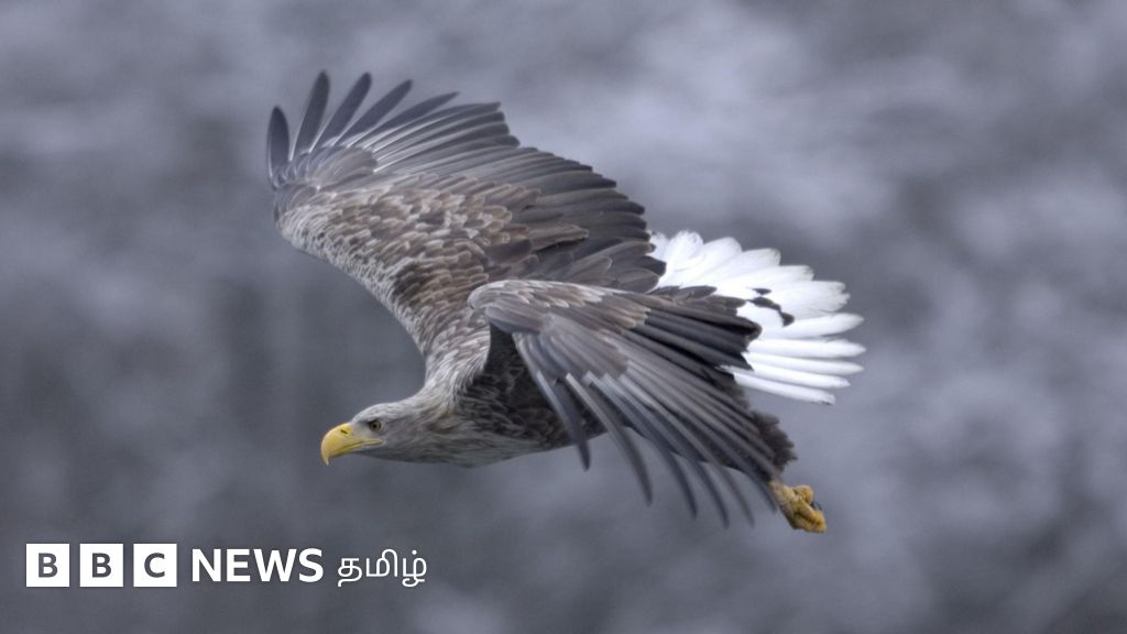 உடல்களை கண்டுபிடிக்க இஸ்ரேலுக்கு உதவும் வெண்வால் கழுகு