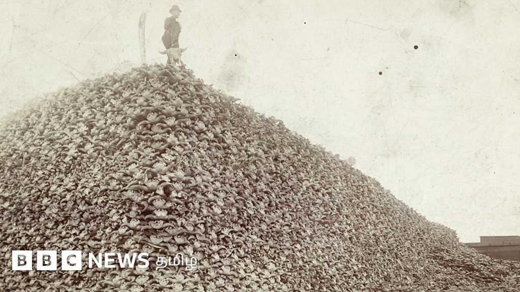 மலையாக குவிந்த காட்டெருமை மண்டை ஓடுகள்: பூர்வகுடிகளுக்கு எதிரான இருண்ட வரலாற்றை நினைவுகூரும் புகைப்படம்