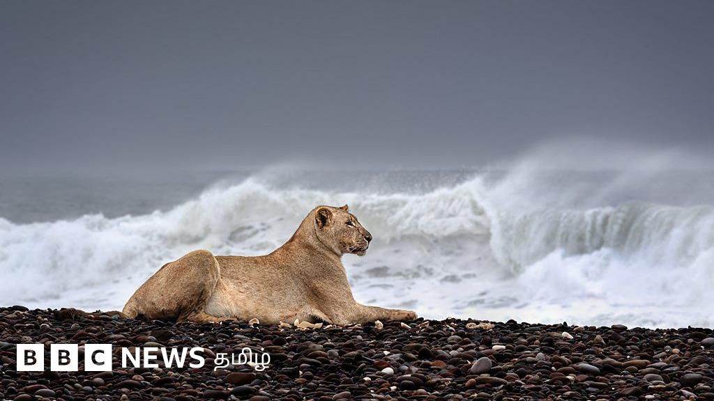 இந்தச் சிங்கங்கள் கடற்கரையில் காத்திருப்பது ஏன்?