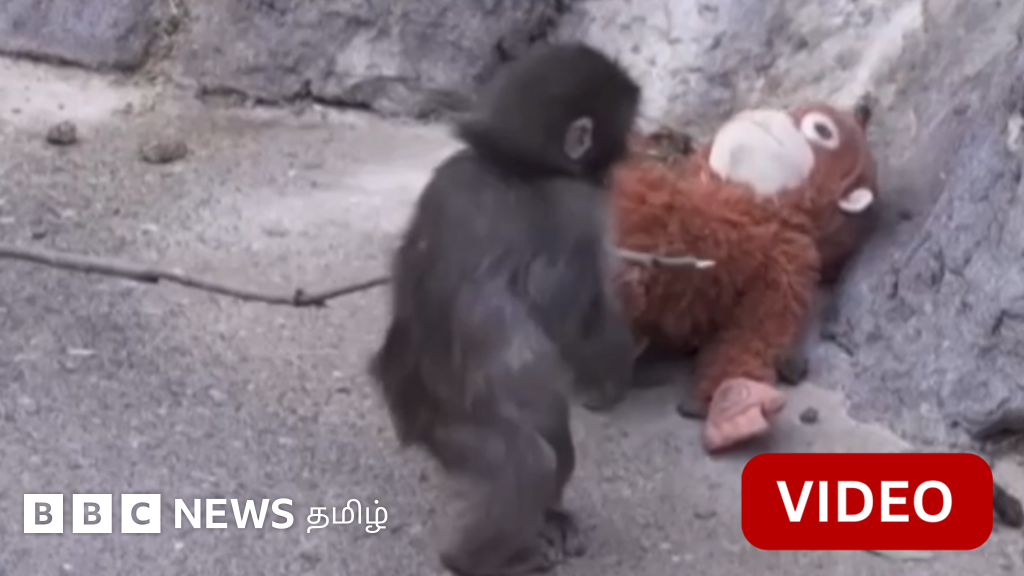 காணொளி: பொம்மையை கட்டிப்பிடித்து ஆறுதல் தேடிய 'பஞ்ச்' தற்போது எப்படி உள்ளது?