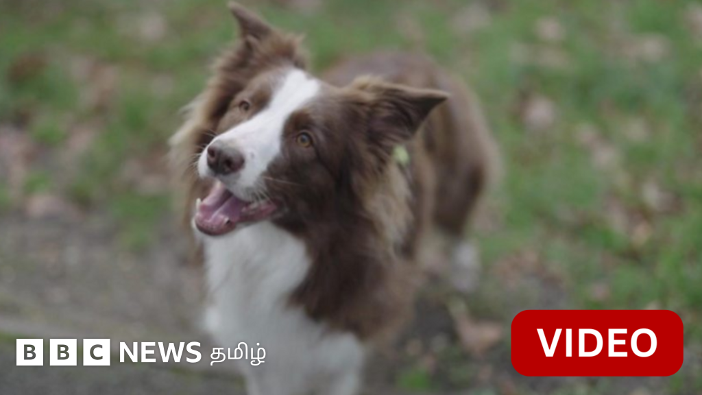 200 பொருட்களின் பெயர் தெரிந்த புத்திசாலி நாய்