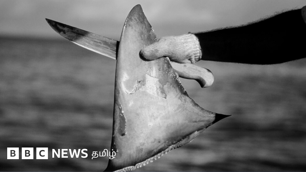 சுறா துடுப்பு கடத்தலில் தமிழ்நாடு முதலிடம்: 'ஒரே மாதத்தில் 2 சம்பவங்கள்' 