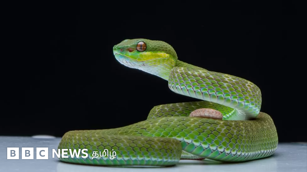 பாம்புகளின் உணர்ச்சி, இனப்பெருக்கம் பற்றிய நமது புரிதல் மாறுகிறதா?