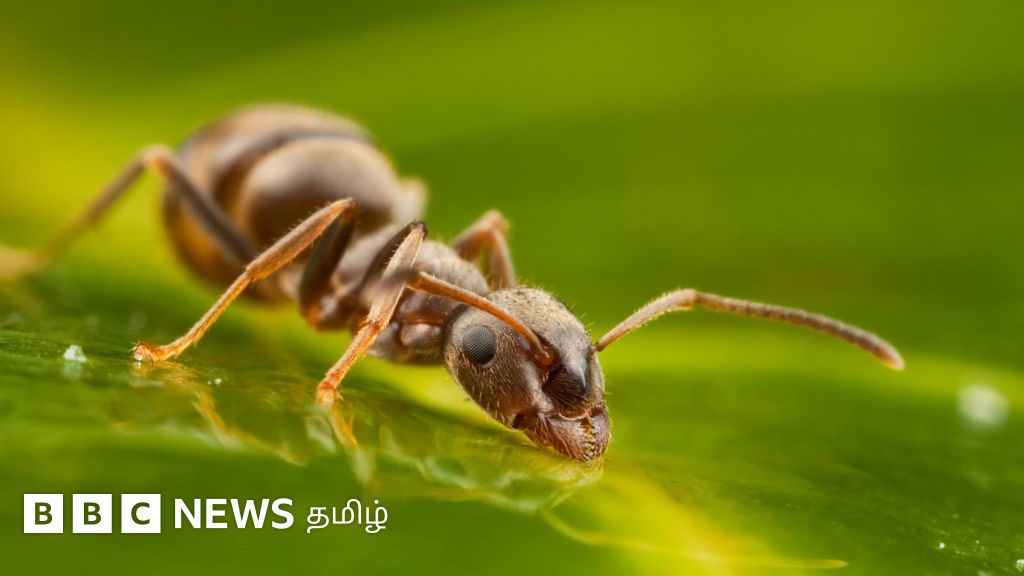 புற்றுநோய் பாதிப்பை கண்டறிய உதவும் எறும்புகள் - ஆய்வில் வெளியான அபூர்வ தகவல்