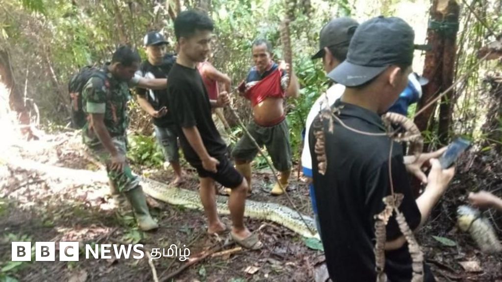 பெண்ணை விழுங்கிய மலைப்பாம்பு - என்ன நடந்தது?