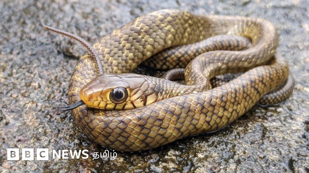மழைக் காலத்தில் பாம்புகள் வீட்டுக்குள் வராமல் தடுக்க என்ன செய்ய வேண்டும்?