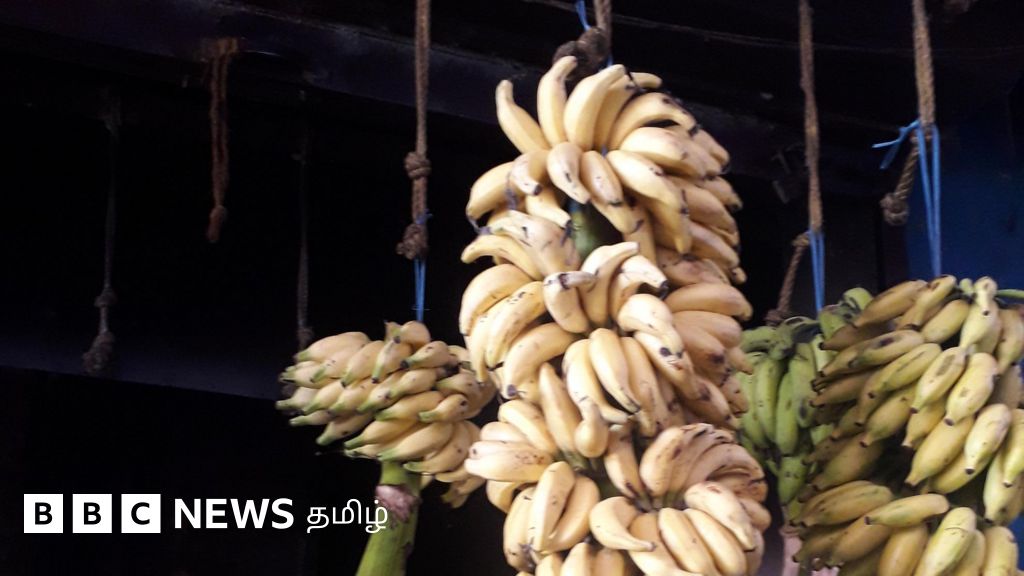 தேன் போல் இனிக்கும் மட்டி வாழைக்கு புவிசார் குறியீடு: ஊரே மணக்கும் பழத்தின் சிறப்புகள்