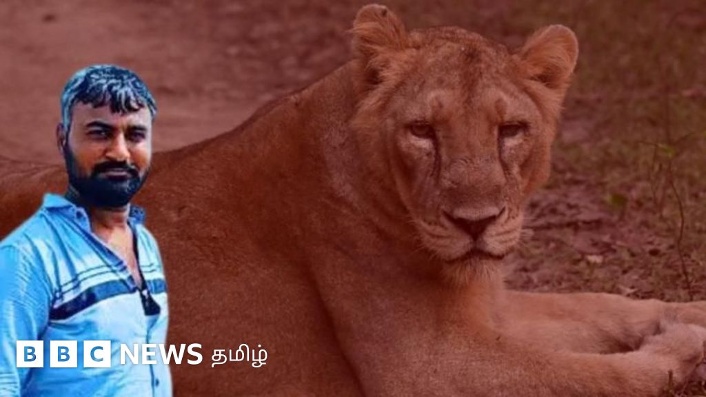 சிங்கத்துக்கு பதிலாக டிராக்கர் மீது செலுத்தப்பட்ட மயக்க ஊசி – அந்த நபருக்கு என்ன நேர்ந்தது?