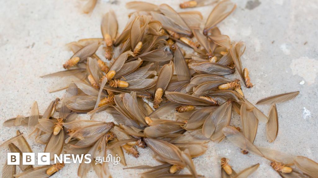 ஈசல்கள் மழை நேரத்தில் மட்டும் வருவது ஏன்? உணவாகச் சாப்பிடுவது நல்லதா?