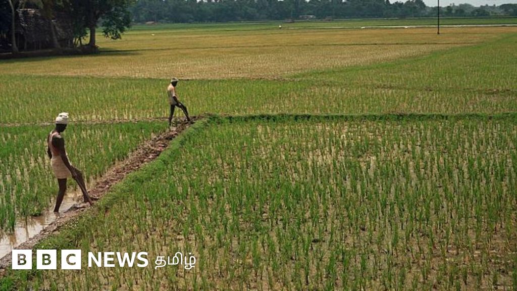டெல்டாவில் கருகும் பயிர்கள்: காவிரி நீர் தமிழகத்திற்கு வரவே வராதா? வேறு வழிகள் என்ன?