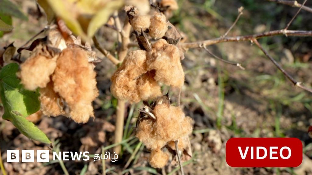 காணொளி: பழுப்பு நிறத்தில் விளையும் பருத்தி அறிமுகம் 