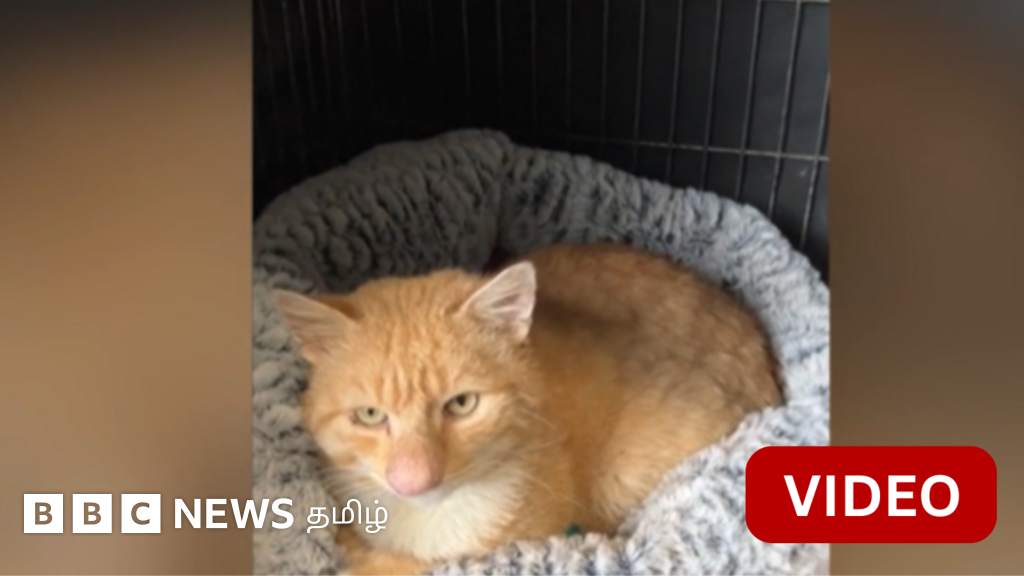 'மூக்கின் அளவைப் பார்த்து அதிர்ச்சியாக இருந்தது' - தனித்துவமான பெரிய மூக்கு கொண்ட பூனை