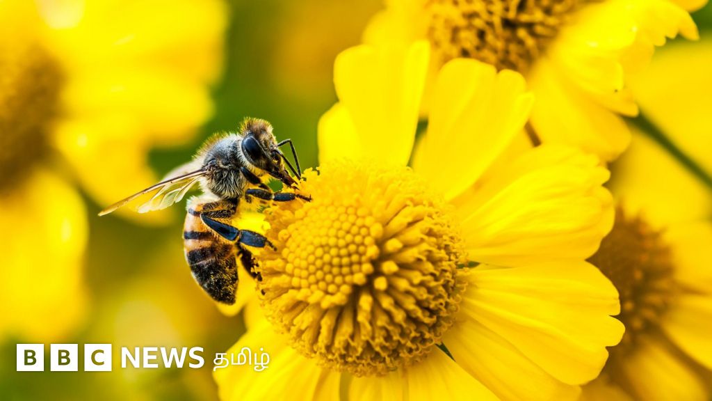 பூமியில் தேனீக்களே இல்லாவிட்டால் மனித இனம் என்ன ஆகும் தெரியுமா? 