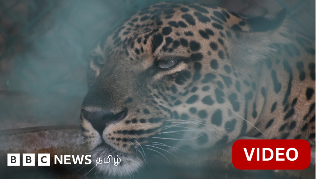 பதுங்கியிருந்த சிறுத்தை, சிறுவனைக் காப்பாற்றிய நாய் - காணொளி 