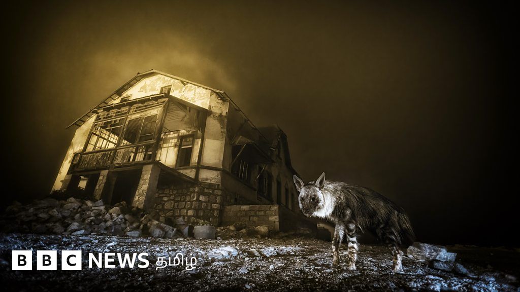 10 ஆண்டு காத்திருந்து எடுத்த கழுதைப்புலி புகைப்படம் - இதன் தனித்துவம் என்ன?