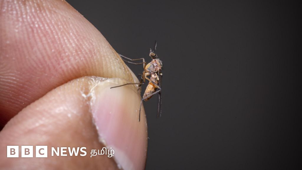 கொசு என்ற பெயர் எப்படி வந்தது? கொசுக்கடியில் இருந்து தப்பிக்க என்ன செய்ய வேண்டும்?