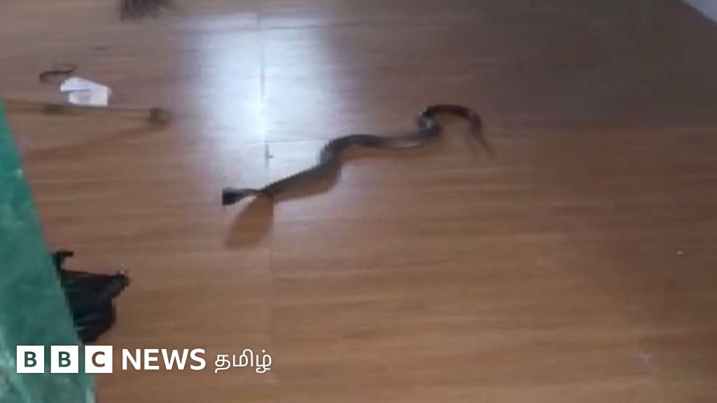 உத்தர பிரதேசத்தில் தொடக்கப்பள்ளி வகுப்பறைக்குள் நுழைந்த பாம்பு