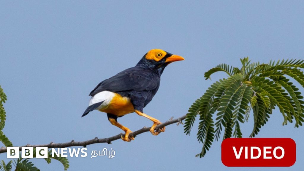 பார்த்தால் தெரியாது; ஆனால் ஆபத்தானது - மைனாவை 'அச்சுறுத்தலாக' அல்ஜீரியா அறிவித்தது ஏன்? 