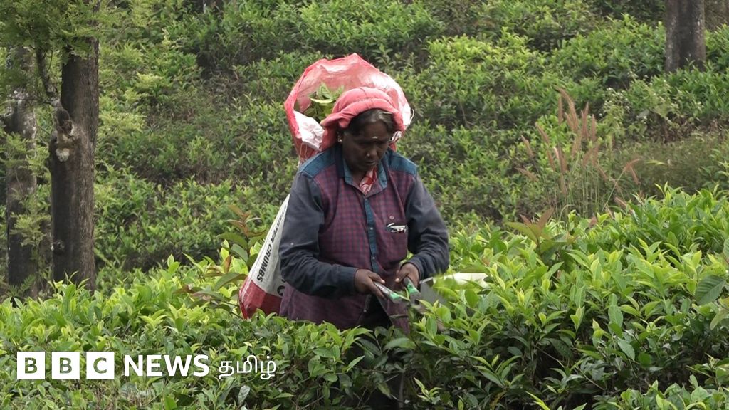 தமிழ்நாடு அரசின் முடிவால் கலங்கும் டான்டீ தேயிலை தோட்ட தொழிலாளர்கள் - பிபிசி களச்செய்தி