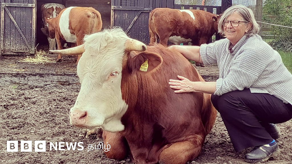 மாடுகள் ஒன்றுக்கொன்று எவ்வாறு தகவல் பரிமாறுகின்றன தெரியுமா? ஆய்வாளர் தரும் புதிய தகவல்