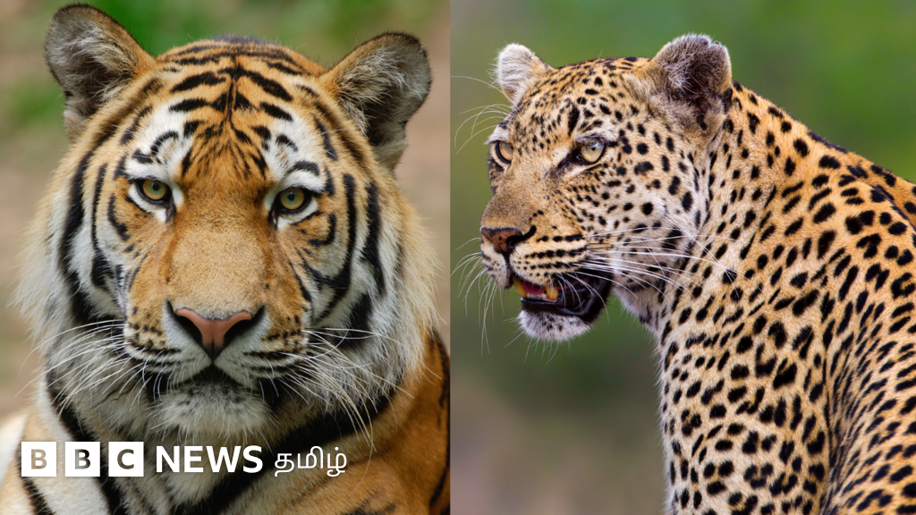 ஒதுங்கி வாழும் புலியும், ஊரை தேடி வரும் சிறுத்தையும் ஆட்கொல்லிகளாக எப்போது மாறும்? தீர்வு என்ன? 