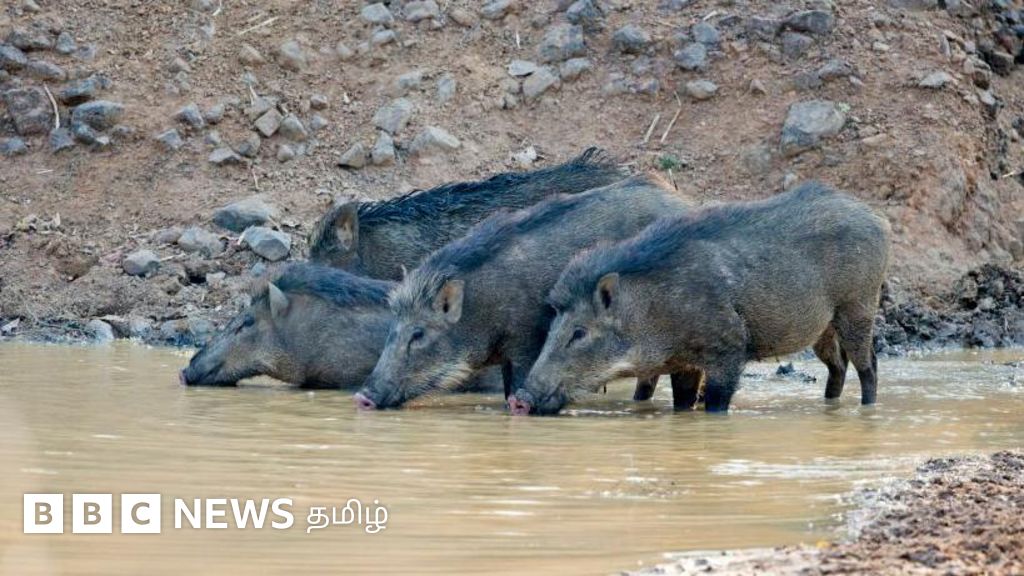 தமிழ்நாட்டில் முதல் முறையாக ஆப்பிரிக்க பன்றி காய்ச்சல் பாதிப்பு: மனிதர்களுக்குப் பரவுமா?