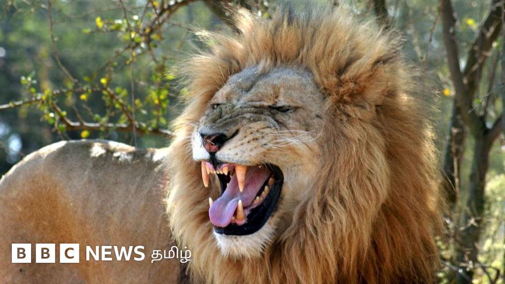 சிங்கம் எதற்கெல்லாம் கர்ஜிக்கும்? விஞ்ஞானிகளின் ஆய்வில் கிடைத்த புதிய தகவல்