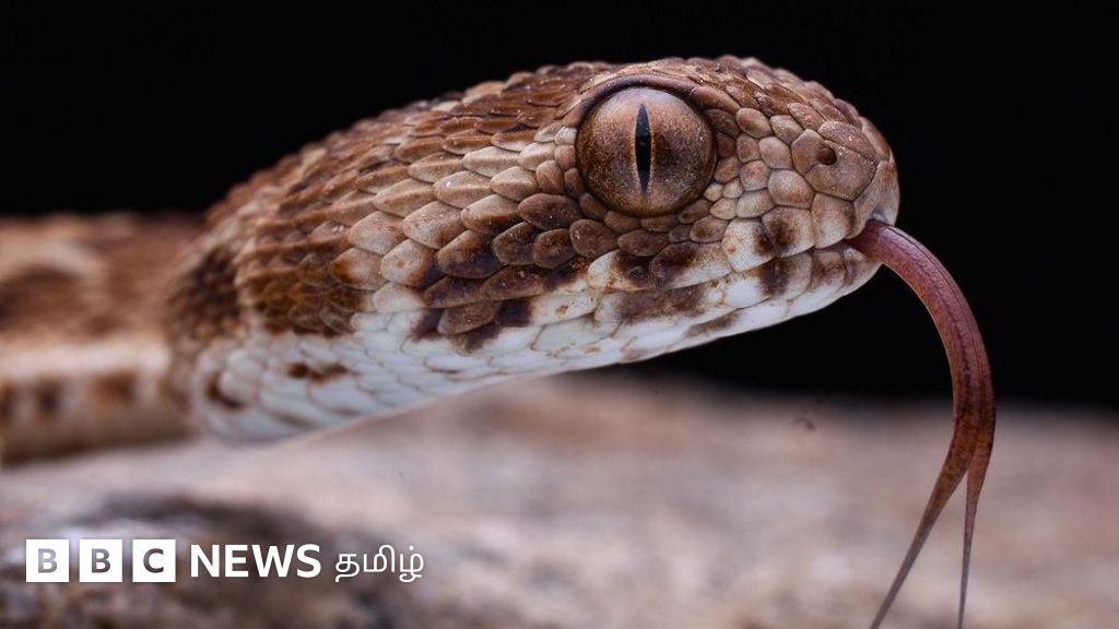 இந்தியாவில் அதிக ஆபத்தான 4 நச்சுப் பாம்புகளை கண்டதும் அடையாளம் காண்பது எப்படி? 