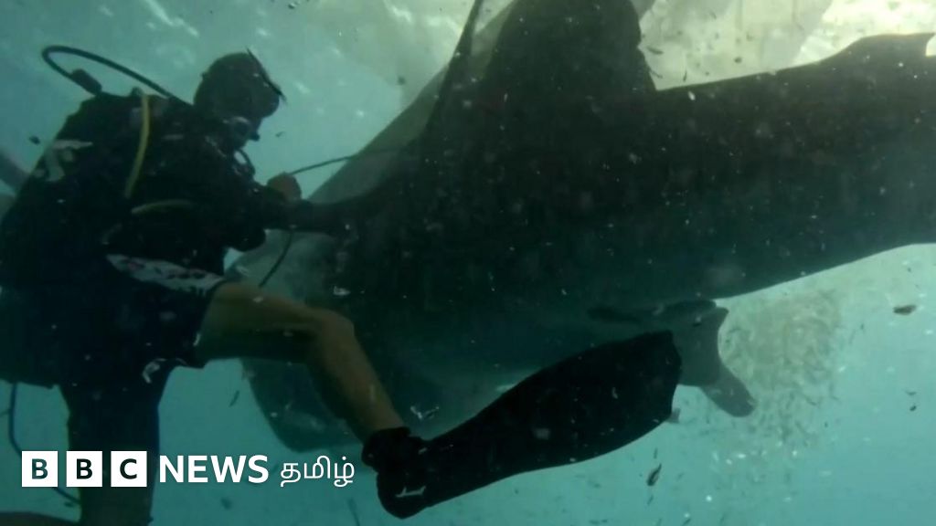 வலையில் சிக்கிய ராட்சத மீன்களை விடுவித்த கருணை உள்ளங்கள் - காணொளி