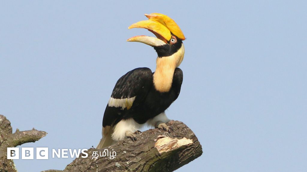 உலக காட்டுயிர் தினம்: இருவாச்சி பறவை தன் துணை இறந்துவிட்டால் செத்துவிடுமா? உண்மை என்ன?