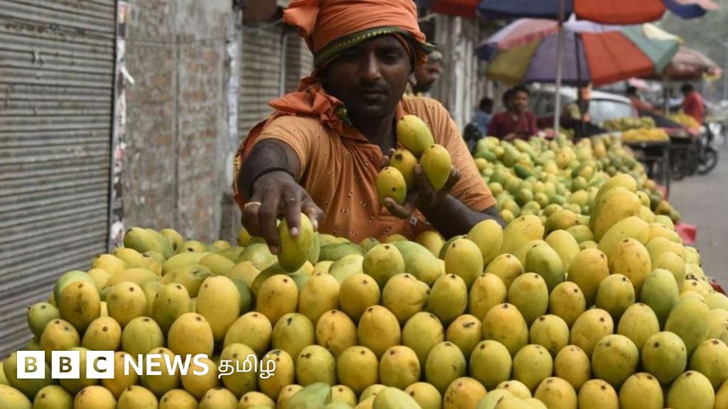 மாம்பழ விலை வீழ்ச்சி – தமிழக விவசாயிகள் தவிப்பு, பின்னணியில் ஆலை அதிபர்களா?