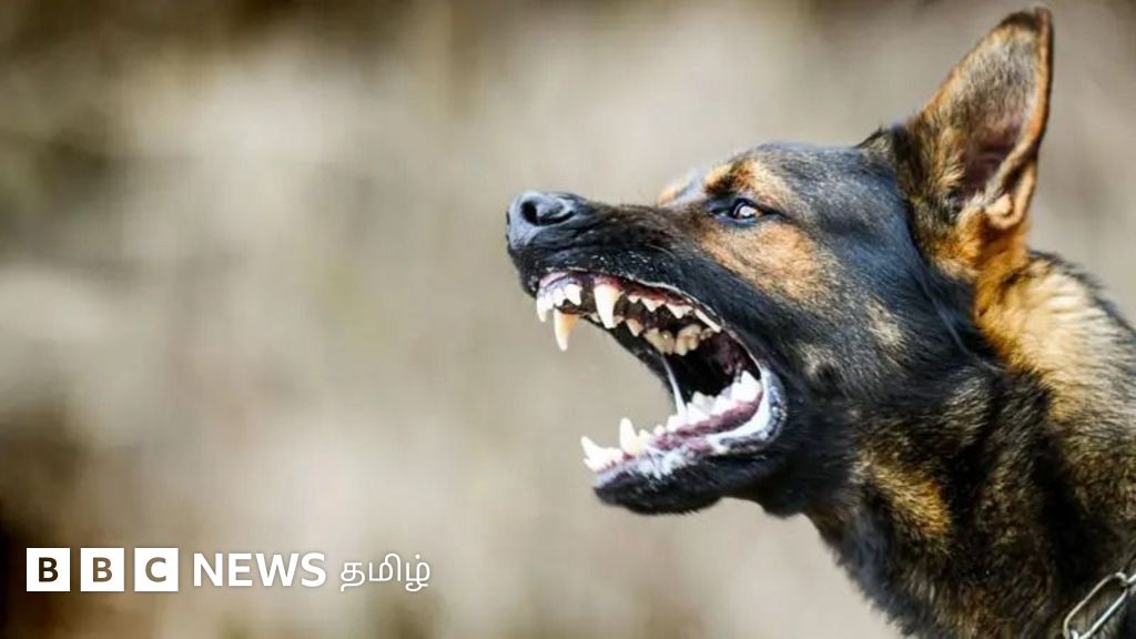 தெருநாய்கள் யாரையெல்லாம் குறிவைக்கின்றன? தெருநாய் துரத்தினால் என்ன செய்ய வேண்டும்? 