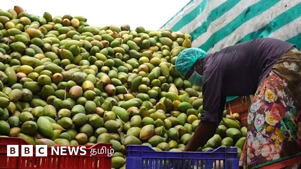 கிருஷ்ணகிரி மாம்பழ ஏற்றுமதியை பாதிக்கும் இஸ்ரேல், இரான் மோதல் - வேதனையில் விவசாயிகள்