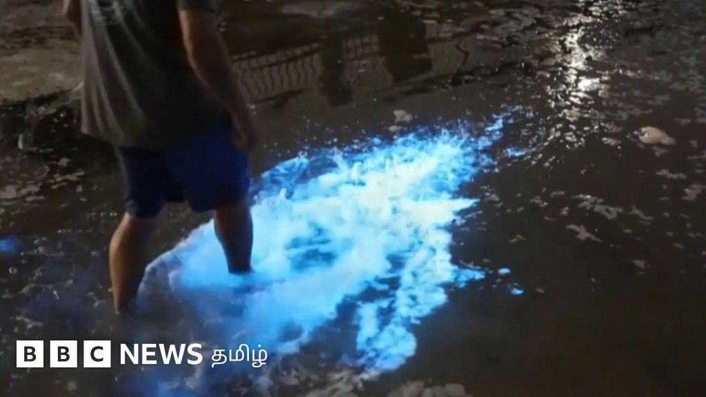 நீல நிறத்தில் ஒளிரும் கடல் – கனவு போன்ற இந்தக் காட்சி எப்படி நிகழ்கிறது?