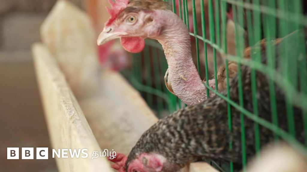 கோழிக் கழிவு மூலம் சமையல் எரிவாயு தயாரிப்பு முதல் கார் சார்ஜிங் வரை செய்யும் விவசாயி