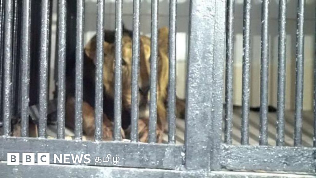 திருப்பதி உயிரியல் பூங்கா: சிங்கம் இருந்த பகுதிக்குள் குதித்த நபருக்கு என்ன ஆனது?