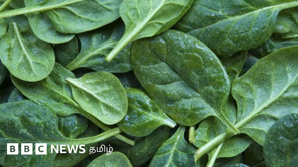 ஆஸ்திரேலியா: நச்சு கீரை சாப்பிட்டவர்களுக்கு சித்த பிரமையா? என்ன நடந்தது?