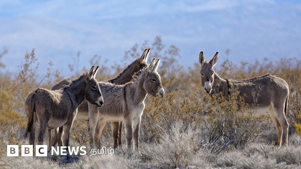 மனிதகுல வரலாற்றை கழுதைகள் எப்படி மாற்றி எழுதின?