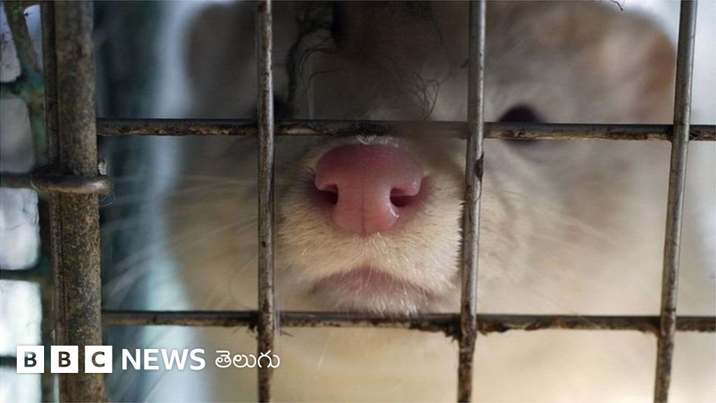 మనుషులకు కరోనావైరస్ సోకడానికి కారణవుతున్న కోట్లాది జీవులను చంపేస్తున్నారు - BBC News తెలుగు