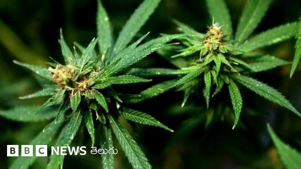 Marijuana గంజాయిని బహిరంగంగా అమ్మేందుకు రంగం సిద్ధమవుతోందా? BBC News