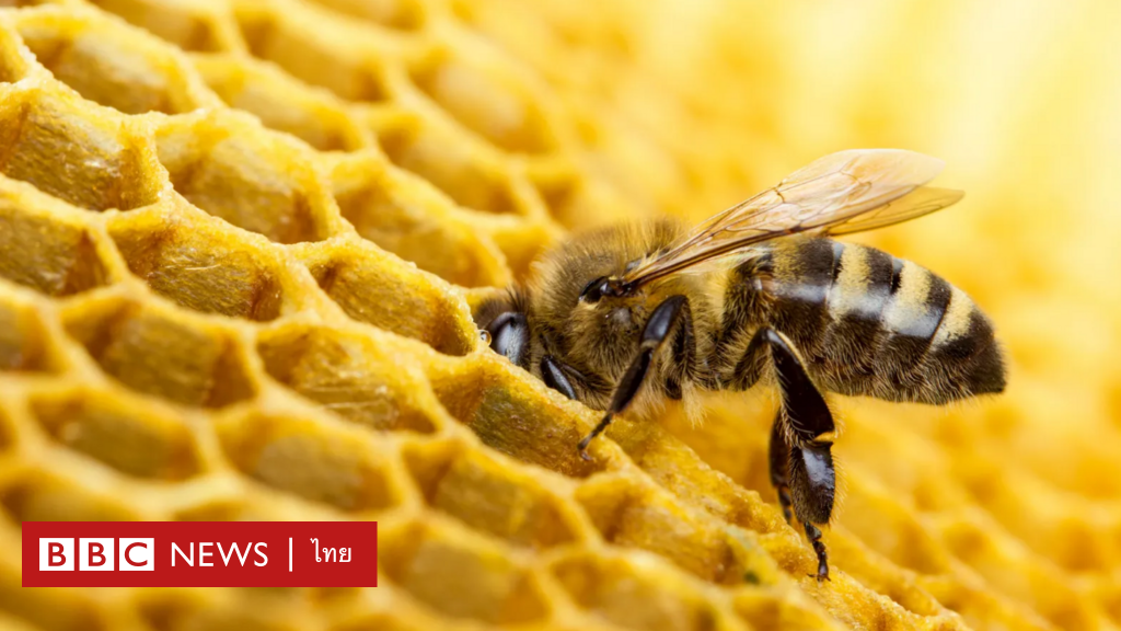 Honey bees know how to “repair” and pick out a wide variety of honey to take care of on their own – BBC News Thai