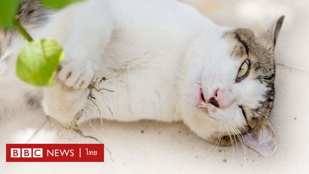 日本の研究者は、猫を陶酔させる「ネコイラクサ」を発見し、あらゆる種類の昆虫を撃退するのに役立つ – BBCニュース