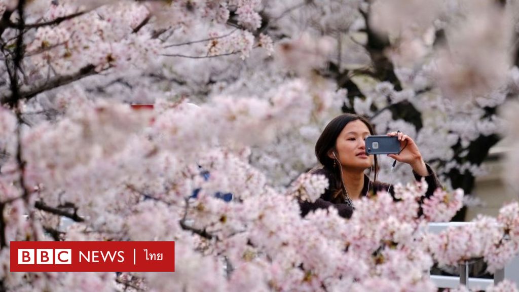 地球温暖化で桜の開花時期が1200年ぶりに加速 – BBCニュース タイ