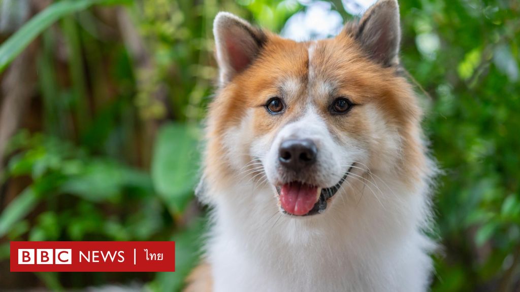 สุนัขบางแก้ว : ขึ้นทะเบียนเป็นสุนัขโลกสายพันธุ์ที่ 2 ของไทย  มารู้จักข้าราชการปศุสัตว์ที่ทำให้เป็นที่รู้จัก - Bbc News ไทย