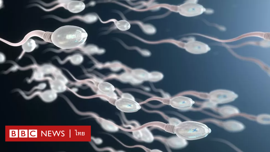 男性の未来は、新しい性決定遺伝子の進化にかかっている – BBCニュース